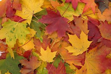 Image showing autumn background