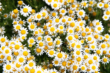 Image showing chamomile background