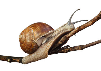 Image showing snail