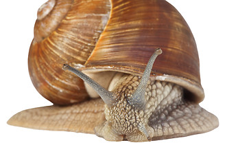 Image showing isolated snail