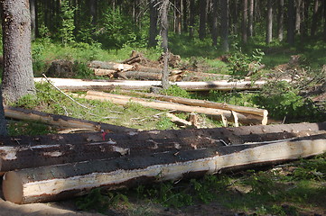 Image showing at a logging site