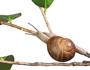 Image showing snail on plant