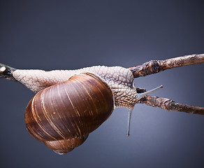 Image showing snail on plant