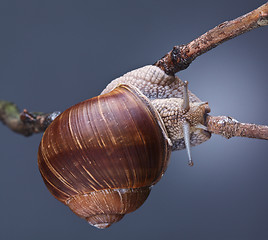 Image showing snail on plant