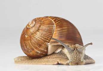 Image showing snail closeup