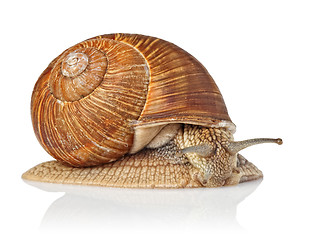 Image showing isolated snail