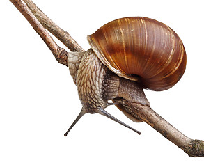 Image showing snail