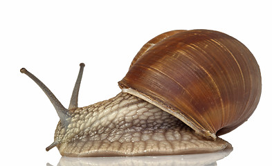 Image showing snail closeup