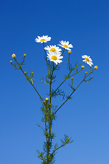 Image showing Bunch of field daisies
