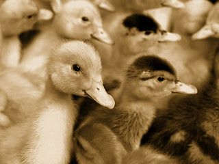 Image showing Small domestic duckling. Sepia