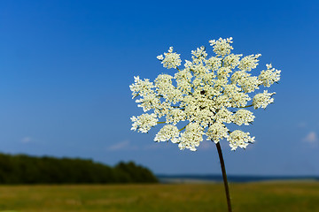 Image showing Flowering of Apiaceae plant
