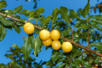 Image showing Yellow plum fruit