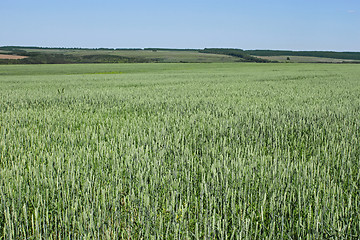 Image showing Green wheat field