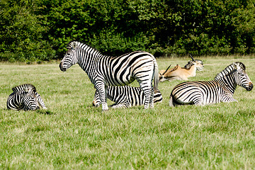 Image showing Group of zebras