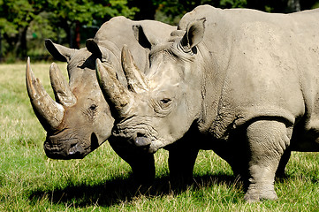 Image showing rhinos