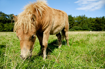 Image showing Foal is eating grass