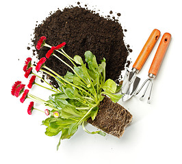 Image showing Flower potting, dirt and gardening tools