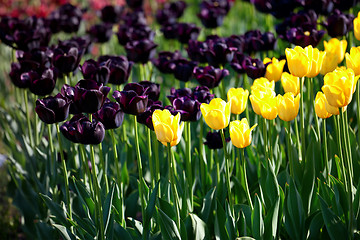 Image showing Yellow and vinous tulips