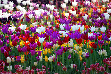 Image showing Multicolor tulips