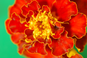 Image showing Orange flower