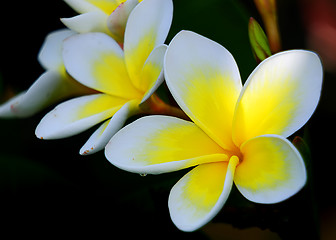 Image showing Frangipani