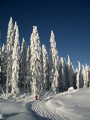 Image showing Skiing