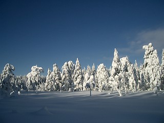 Image showing Winter wonder land