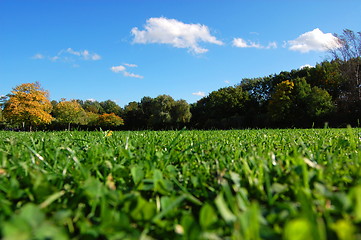 Image showing forest and garden under blue sky at fall