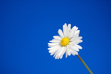 Image showing daisy under blue spring sky