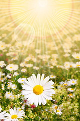 Image showing flower and sun