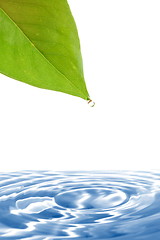 Image showing leaf and water