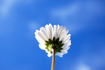 Image showing daisy under blue sky