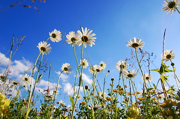 Image showing daisy flower from below with blue sky