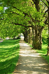 Image showing summer tree alley