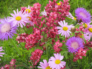 Image showing Flowers