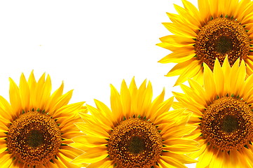 Image showing sunflower