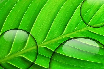 Image showing green leaf with water drop