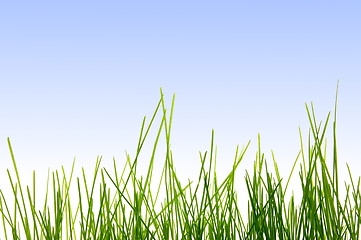 Image showing grass