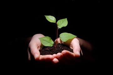 Image showing hands soil and plant showing growth