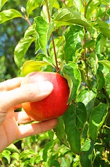 Image showing apple on tree