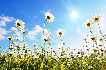 Image showing flower in summer under blue sky