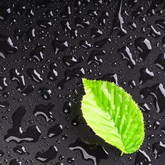 Image showing leaf and black background