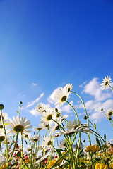 Image showing flowers on meadow in summer