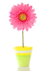 Image showing flower in pot