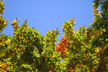 Image showing forest and garden with golden leaves at fall