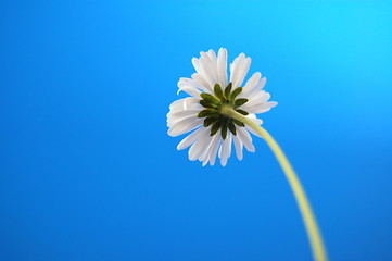 Image showing daisy from beliw in summer under blue sky