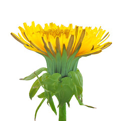 Image showing One yellow flower of dandelion isolated on white background