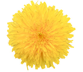 Image showing One yellow flower of dandelion isolated on white background