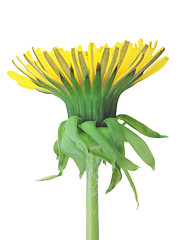 Image showing One yellow flower of dandelion isolated on white background