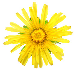 Image showing One yellow flower of dandelion isolated on white background